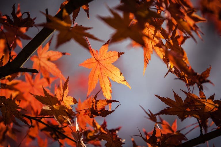 Beautiful close-up of sunlit maple leaves showcasing vivid autumn colors.